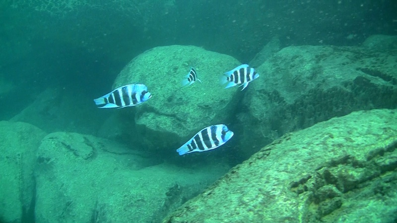 Cyphotilapia gibberosa 'Mvuna Island'